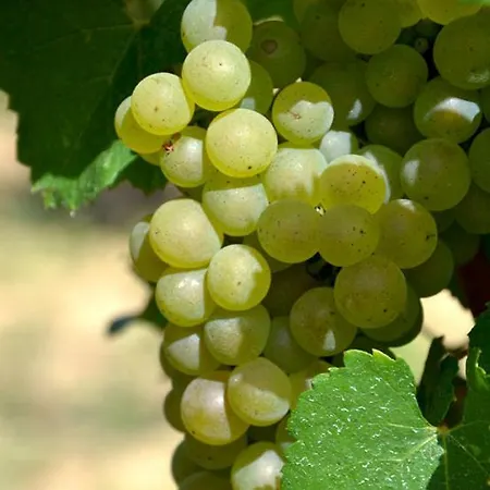 Vigneron Du Domaine D'alon